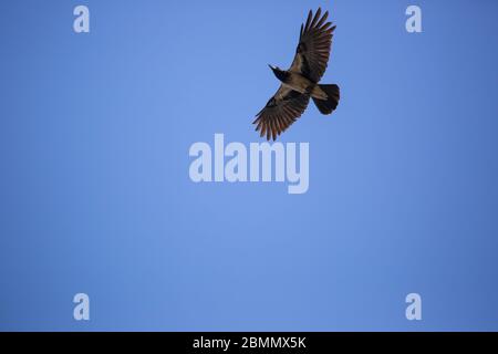 Kapuzenkrähe (Corvus cornix) im Flug. Die Nebelkrähe ist ein weit verbreiteter Vogel, der in weiten Teilen Europas und des Nahen Ostens gefunden wird. Es ist ein omnivorous s Stockfoto