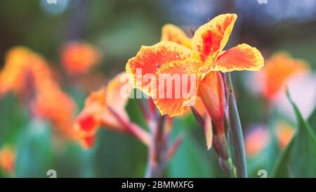 Schöne orange gelbe Kannen Lilie mit Insektenfliegen um Blumen.16:9 Stil Stockfoto