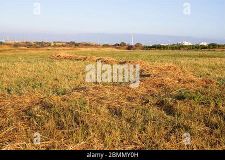 Ernte. Landwirtschaftliche Felder von gemähtem Weizen landschaftlich Hintergrund Stockfoto