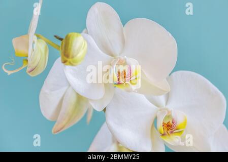 Schöne weiße Orchidee auf türkisfarbenem Hintergrund. Atemberaubend schöne blühende Orchideen aus nächster Nähe. Stockfoto