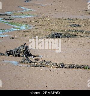 Curlew auf Schlamm in der Torridge-Mündung, Devon, Großbritannien. Numenius arquata. Auszeit. Stockfoto