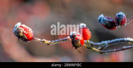 Frostbedeckte Hundes Rose (Rosa Canina) Hüften Stockfoto