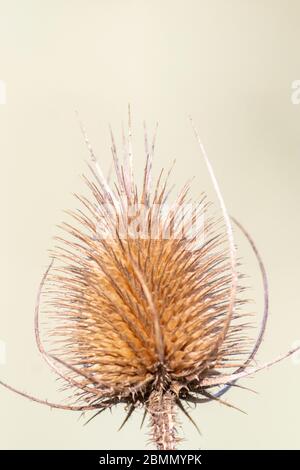 Getrockneter Teasel (Dipsacus fullonum) Blütenkopf Stockfoto