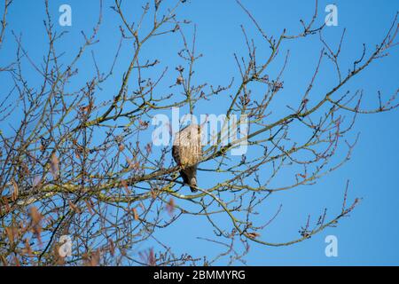 Kestrel (Falco tinnunculus) sitzt in einem Baum Stockfoto