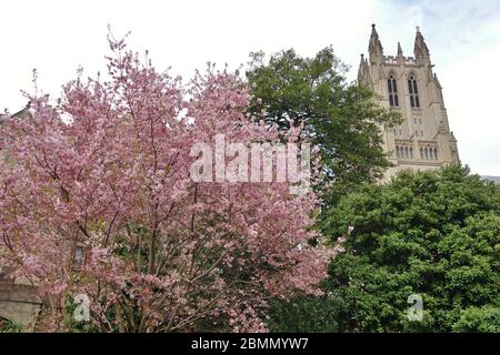 Blick auf die Kathedrale Kirche von St. Peter und St. Paul in der Stadt und Diözese Washington (Washington National Cathedral) in Washington, DC Dur Stockfoto