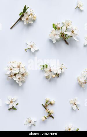 Flacher Lay von wilden Kirschzweigen mit jungen grünen Blättern, Blütenstand mit Knospen und Blüten auf hellblauem Hintergrund. Frühling und Blüte. Stockfoto