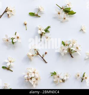 Flacher Lay von wilden Kirschzweigen mit jungen grünen Blättern, Blütenstand mit Knospen und Blüten auf hellblauem Hintergrund. Frühling und Blüte. Stockfoto