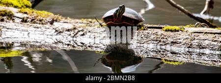 Midland Painted Turtle (Chrysemys picta marginata) auf einem Holzboden sonieren Umgeben von Lily Pads - Pinery Provincial Park, Ontario, Kanada Stockfoto