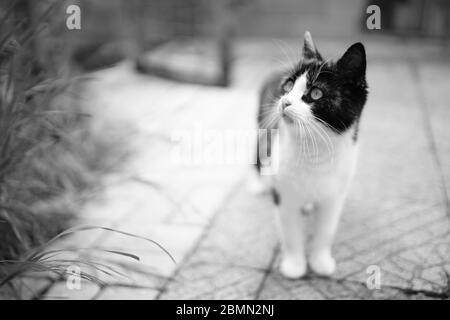 Netter Katzenspaziergang im Innenhof auf dem Steinboden. Maneki neko Kitty. SW-Foto Stockfoto