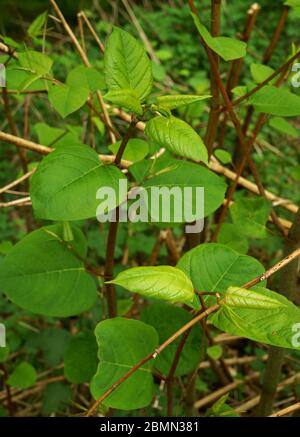 Japanisches Knoweed fallopia japonica wächst in Großbritannien. Stockfoto