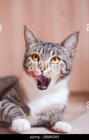 Nette tabby braune Katze leckt sich nach dem Essen Stockfoto