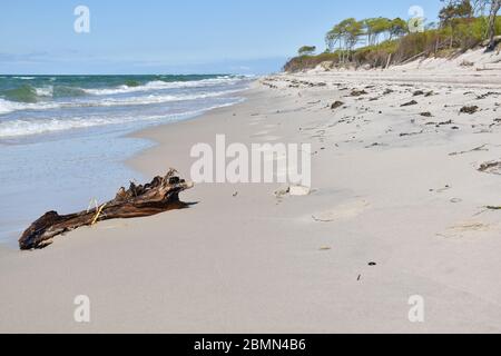 Fußspuren im Sand am Ufer der ostsee im Darss Nationalpark, Deutschland Stockfoto