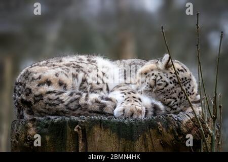 Der wunderschöne Erwachsene Schneeleopard Panthera uncia schläft auf einem alten Baumstumpf. Stockfoto