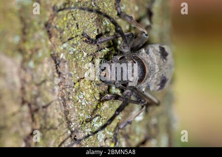 Morimus funereus, eine Art Käfer in Familie Cerambycidae, auf einer Baumrinde Stockfoto