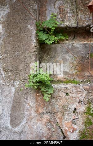 Adiantum capillus-veneris Pflanzen in Rom Stockfoto