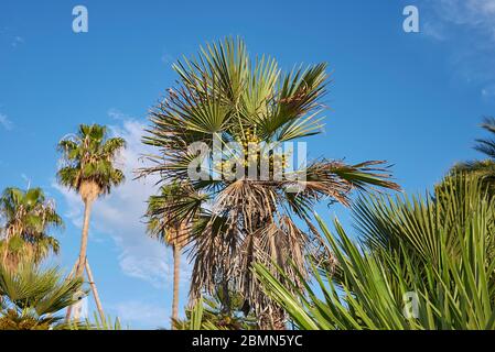 Chamaerops humilipalmen in einem öffentlichen Park Stockfoto