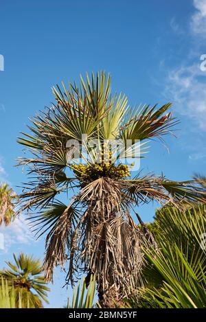 Chamaerops humilipalmen in einem öffentlichen Park Stockfoto