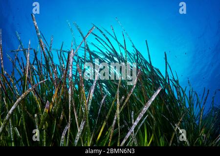 Unterwasseransicht der Neptun-Seegras (Posidonia oceanica) Wiese im Naturpark Ses Salines (Formentera, Balearen, Mittelmeer, Spanien) Stockfoto