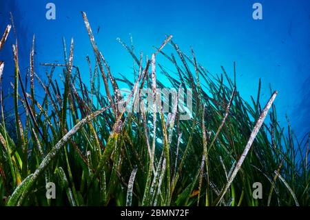 Unterwasseransicht der Neptun-Seegras (Posidonia oceanica) Wiese im Naturpark Ses Salines (Formentera, Balearen, Mittelmeer, Spanien) Stockfoto