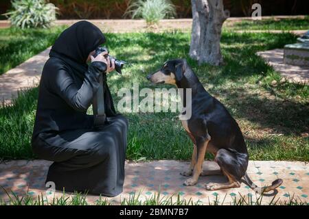 Schöne marokkanische arabische muslimische Frau mit dem traditionellen schwarzen Niqab, fotografiert einen gehorsamen jungen Sloughi Hund (arabischer Windhund). Stockfoto