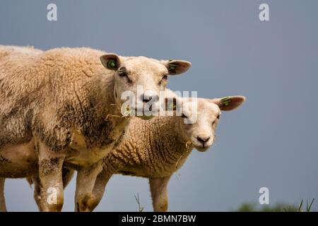 Zwei neugierige Schafe suchen Kunst die Kamera weiß essen Gras Stockfoto