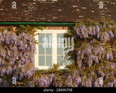 Fenster „Glyzinie“ Stockfoto