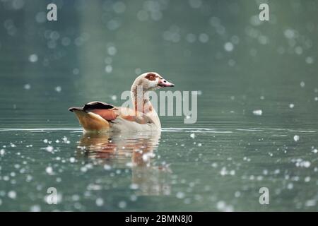 Nahaufnahme einer ägyptischen Gans (Alopochen aegyptiaca), die im Frühling in einem Pollen bedeckten See schwimmt Stockfoto