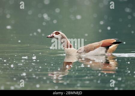 Nahaufnahme einer ägyptischen Gans oder nilgans (Alopochen aegyptiaca), die in einem Pollen bedeckten See schwimmen Stockfoto