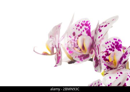 Schöner Bouquet von weißen Orchideenblumen. Bündel von Luxus-tropischen weißen Orchideen - phalaenopsis - mit rosa Punkten auf weißem Hintergrund isoliert. Studio Stockfoto
