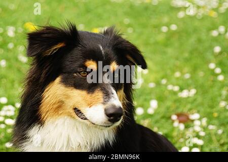 Herdenhunde - Collis Stockfoto