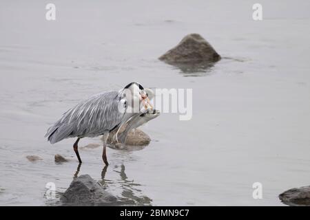 Heron trägt stolz eine große Meeräsche, die er gerade im Douro-Fluss nördlich von Portugal gefangen hatte. Stockfoto