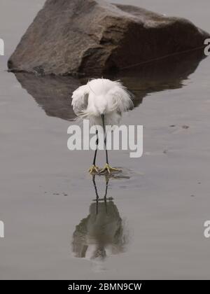 Ungekämmter Weißreiher mit Spiegelung. Douro, Nord Portugal Stockfoto