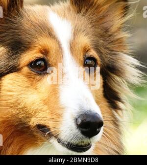 Hundmix - Collie - Herdenschutzhund Stockfoto