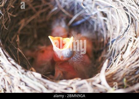 Juni Amsel - hungrig im Nest Stockfoto