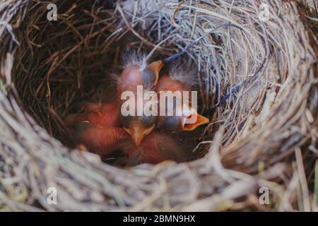 Junge Amseln im Nest Stockfoto