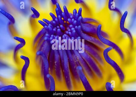 Die Blume mit den Staubgefäßen der Seerose pistil, die Makroansicht. Bunte Lotusblume. Stockfoto