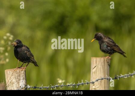 UK Cumbria, Sandskala, Sandskala hawes National Nature Reserve, Starling, Stare, Vogel, Natur, im Freien, cumbrian Coast, furness, furness Coast uk Stockfoto