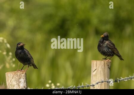 UK Cumbria, Sandskala, Sandskala hawes National Nature Reserve, Starling, Stare, Vogel, Natur, im Freien, cumbrian Coast, furness, furness Coast uk Stockfoto