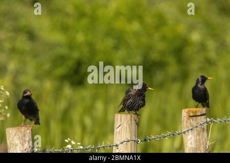 UK Cumbria, Sandskala, Sandskala hawes National Nature Reserve, Starling, Stare, Vogel, Natur, im Freien, cumbrian Coast, furness, furness Coast uk Stockfoto