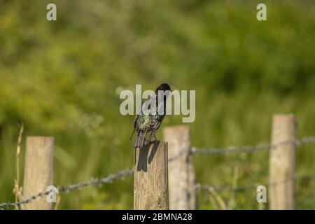 UK Cumbria, Sandskala, Sandskala hawes National Nature Reserve, Starling, Stare, Vogel, Natur, im Freien, cumbrian Coast, furness, furness Coast uk Stockfoto