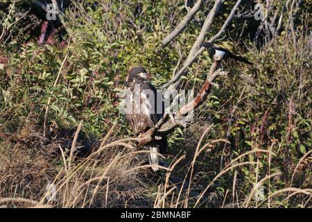 Alaska, Seeadler und eine Elster auf einem Ast Stockfoto