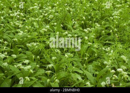 Blühender Bärlauch wächst in einer schönen grünen Waldlichtung. Bärlauch ist ein gesundes und nahrhaftes Kraut. Stockfoto