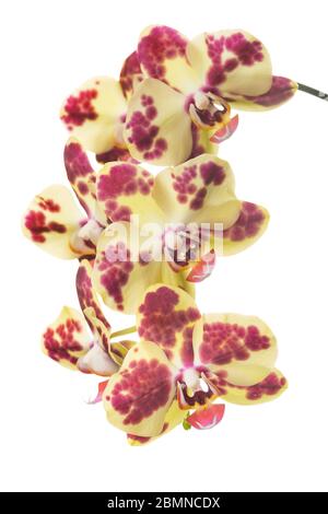 Schöner Strauß von gelben Orchideenblumen. Bündel von Luxus-tropischen gelben Orchideen - phalaenopsis - mit roten Punkten auf weißem Hintergrund isoliert. Studi Stockfoto