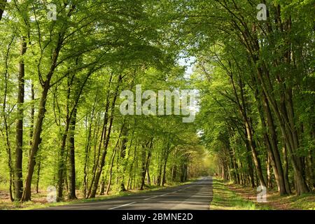 Landstraße entlang der Frühlingsbäume am Morgen Stockfoto