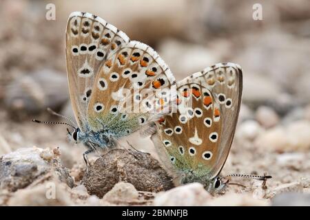 Nahaufnahme von zwei Adonis-Blauen Schmetterlingen (Polyommatus Lysandra bellargus), die sich auf einem Stein in der Natur vereinigen Stockfoto