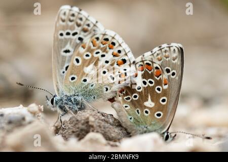 Nahaufnahme von zwei Adonis Blauen Schmetterlingen (Lysandra bellargus), die sich in der Natur paaren Stockfoto