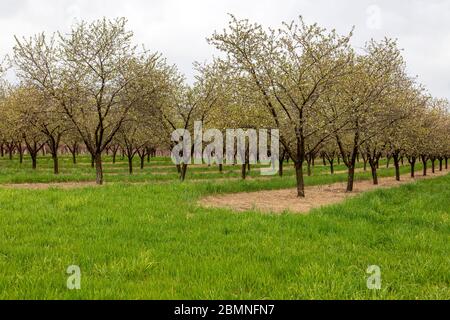 Blühende Apfelbäume, Obstgarten, SW Michigan, USA, Frühjahr, von James D Coppinger/Dembinsky Photo Assoc Stockfoto