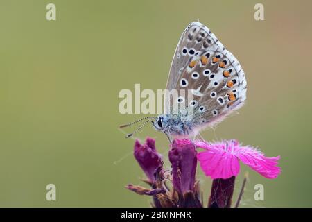 Nahaufnahme eines Adonis-Blauen Schmetterlings (Polyommatus Lysandra bellargus), der auf einer rosa Blume sitzt, isoliert auf natürlichem Hintergrund Stockfoto