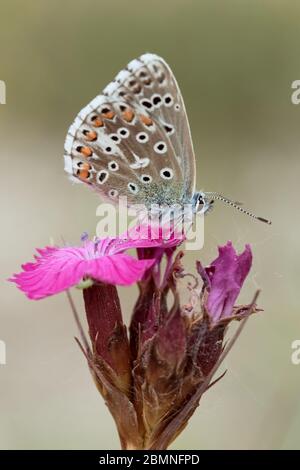 Nahaufnahme eines Adonis Blauen Schmetterlings (Lysandra bellargus), der in der Natur auf einer rosa Blume sitzt Stockfoto