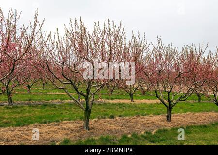 Blühende Apfelbäume, Obstgarten, SW Michigan, USA, Frühjahr, von James D Coppinger/Dembinsky Photo Assoc Stockfoto